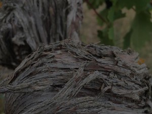 GALERIA senorio de lanciego bodegas blanco perez de azpillaga rioja alavesa 03 xl